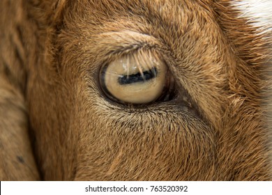 Close up Eyes of Goats in farm.