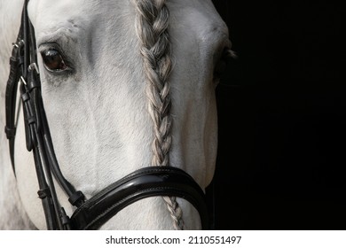 Close up of the eyes of a grey spanish horse with braided long mane