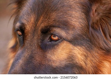 Close Up Of Eyes Of Loyal And Sweet Black And Tan German Shepherd Dog