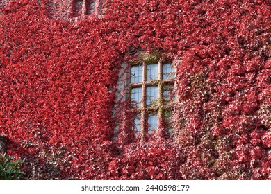 close up of fabulous red ivy climbing plant up a stone building.  The climber has covered the wall avoiding the windows, outside in Autumn sunshine - Powered by Shutterstock