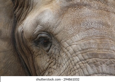 Close Up Of The Face Of An African Elephant (Loxodonta Africana).