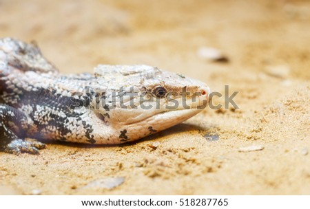 close up face of african lizard call chameleon on sand in summer season