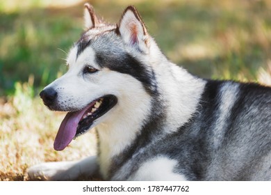 Close Up Face Of Alaskan Malamute  Dog Lying Down On Grass,trying To Cool Down In Hot Weather, Selective Focus