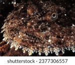 close up of the face of angler fish (also known as a monk fish)