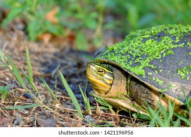 460 Asian Box Turtle Images, Stock Photos & Vectors 