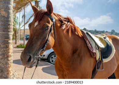 Close up face of bay horse in black leather bridle portrait.  Brown arabian horse mare with harness. Chestnut horse looking at camera. Horse looks forward with raised ears. Head animal with long mane.