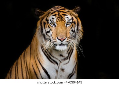 close up  a face Bengal Tiger
