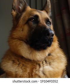 leonberger cross german shepherd