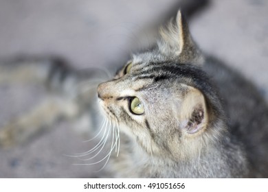 close up face of cat. 
