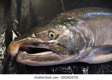 9,937 Salmon Face Images, Stock Photos & Vectors | Shutterstock