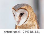 Close up face of common barn owl ( Tyto albahead )

