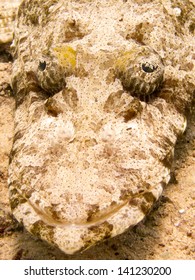 close- up of face of a crocodile- fish (carpet- flathead) in the red sea
