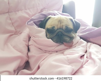 Close Up Face Of Cute Dog Puppy Pug Sleep Rest On Sofa Bed With Tongue Out And Wrap Blanket Because Of Weather Cold