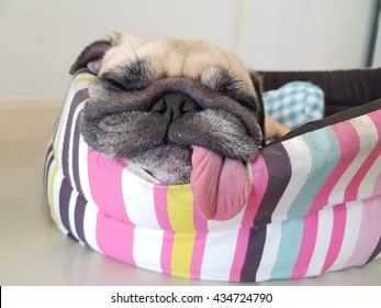 Close up face of cute funny puppy pug dog sleep rest on pillow bed with tongue sticking out in lazy time.