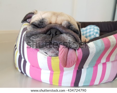 Close up face of cute funny puppy pug dog sleep rest on pillow bed with tongue sticking out in lazy time.