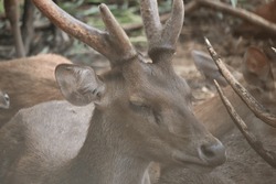 Close Up Face Of Deer Lying With Nice Antlers On The Barren Ground