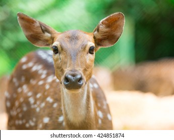 The close up face of Deer, are the ruminant mammals forming the family Cervidae.