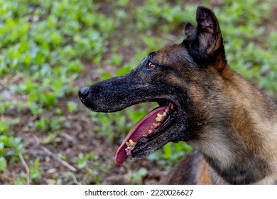 Close Up Face Of Dog Open Mouth And Look Away To Left Side And Stay In Garden With Little Glass And Look Happy.