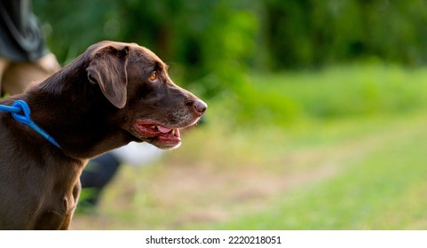 Close Up Face Of Dog Open Mouth And Look Away To Right Side And Stay In Garden With Little Glass And Look Happy.