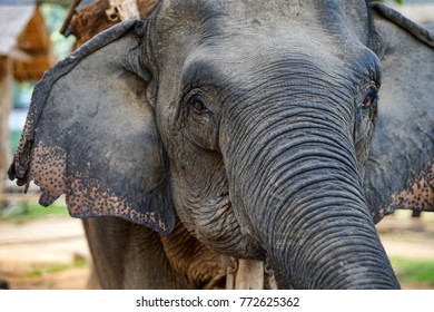 Close up face of Elephant.