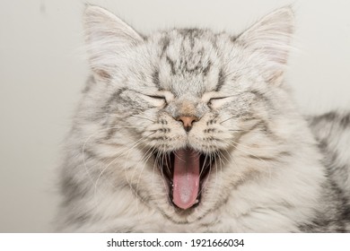 Close Up Face Of A Fluffy, Grey, Persian Male Cat Yawning With Mouth Wide Open. 