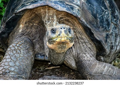 Close Face Giant Land Tortoise Stock Photo 2132238237 | Shutterstock