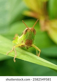 Close up of the face of a grasshopper