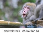 Close up of face of a Japanese Macaque or snow monkey in the steaming hot spring water at Yudanaka, Japan