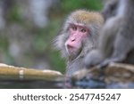 Close up of face of a Japanese Macaque or snow monkey in the steaming hot spring water at Yudanaka, Japan