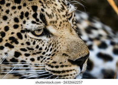 Close up of the face of a leopard 