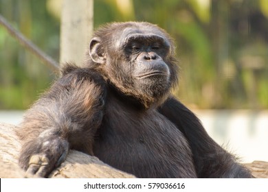 Close Face Male Chimpanzee Stock Photo 579036616 | Shutterstock