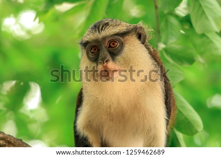 Close up Face of the Mona monkey in the Rain Forest, Ghana