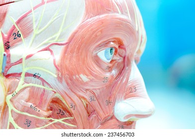 Close Up To Face Muscle Anatomy 