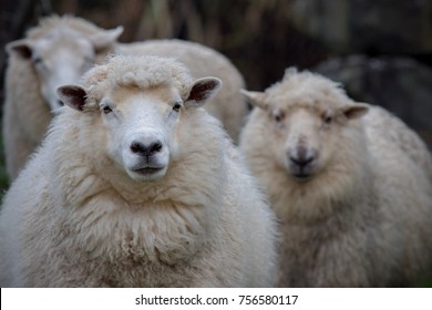 Close Up Face Of New Zealand Merino Sheep In Rural Agricultural Farm