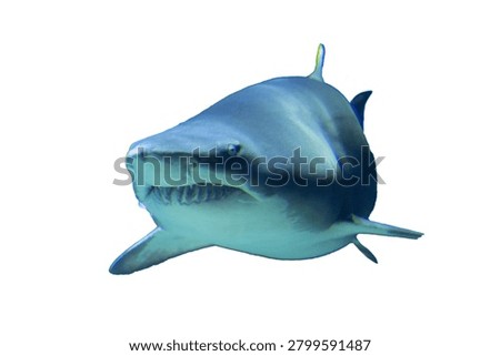 close up face of Ocean predator replica white shark Realistic aquatic animal isolated on white background