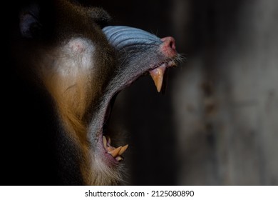 Close up face portrait of a big male of mandrill yawning in the dark (Mandrillus sphinx)