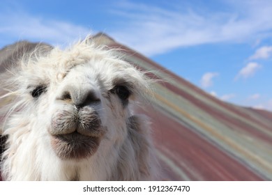 Close up face portrait of funny cute lama at scenic colorful Rainbow Mountain (Vinicunca or Montaña Winikunka), peruvian nature tourist landmark attraction at Andes near Cusco in Peru, South America.