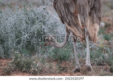 Close up face portrait of giant african ostrich with details like long neck, legs and feather plumage on safari game in beautiful nature of wild sanctuary Addo Elephant National Park, South Africa.