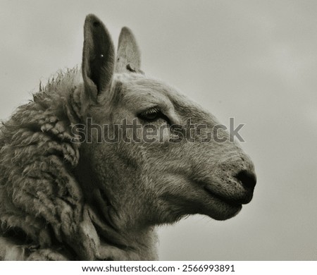 Close up of the face in profile of a cheviot ewe