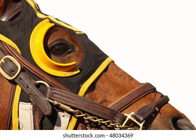 Close Up Face Of Race Horse With Bridle And Hood On White Background With Copy Space