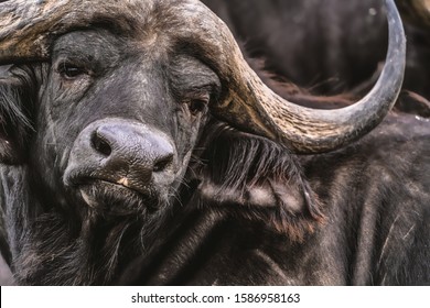 A close up of the face of a resting Cape buffalo. 
