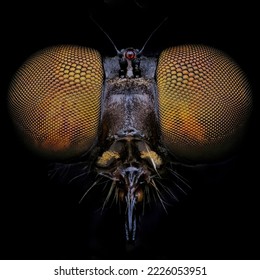 close up face robberfly from the darkness - Powered by Shutterstock