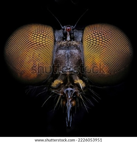 close up face robberfly from the darkness