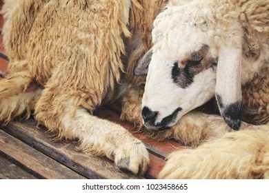 Close up of face sheep