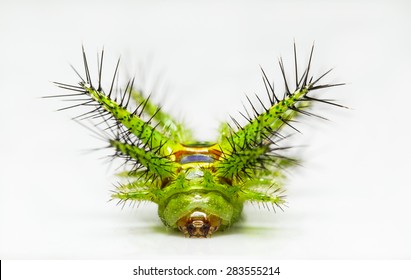 Close up face of Stinging nettle slug caterpillar ,  phocoderma velutina moth - Powered by Shutterstock