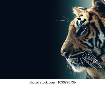 Close up face tiger 