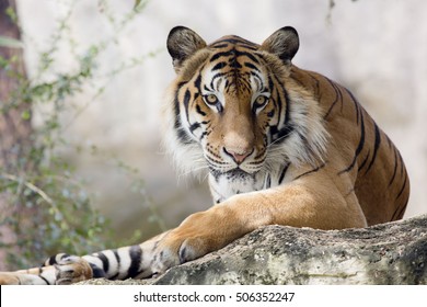 close up face tiger