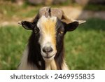 Close up face of White brown and black spotted goat with long horns in the farm land 