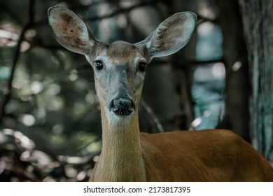 close up face of whitetail deer 