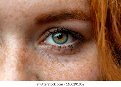Close up face of young red ginger freckled woman with ginger hair and perfect healthy freckled skin, wearing striped t-shirt, looking at camera with pretty cute smile